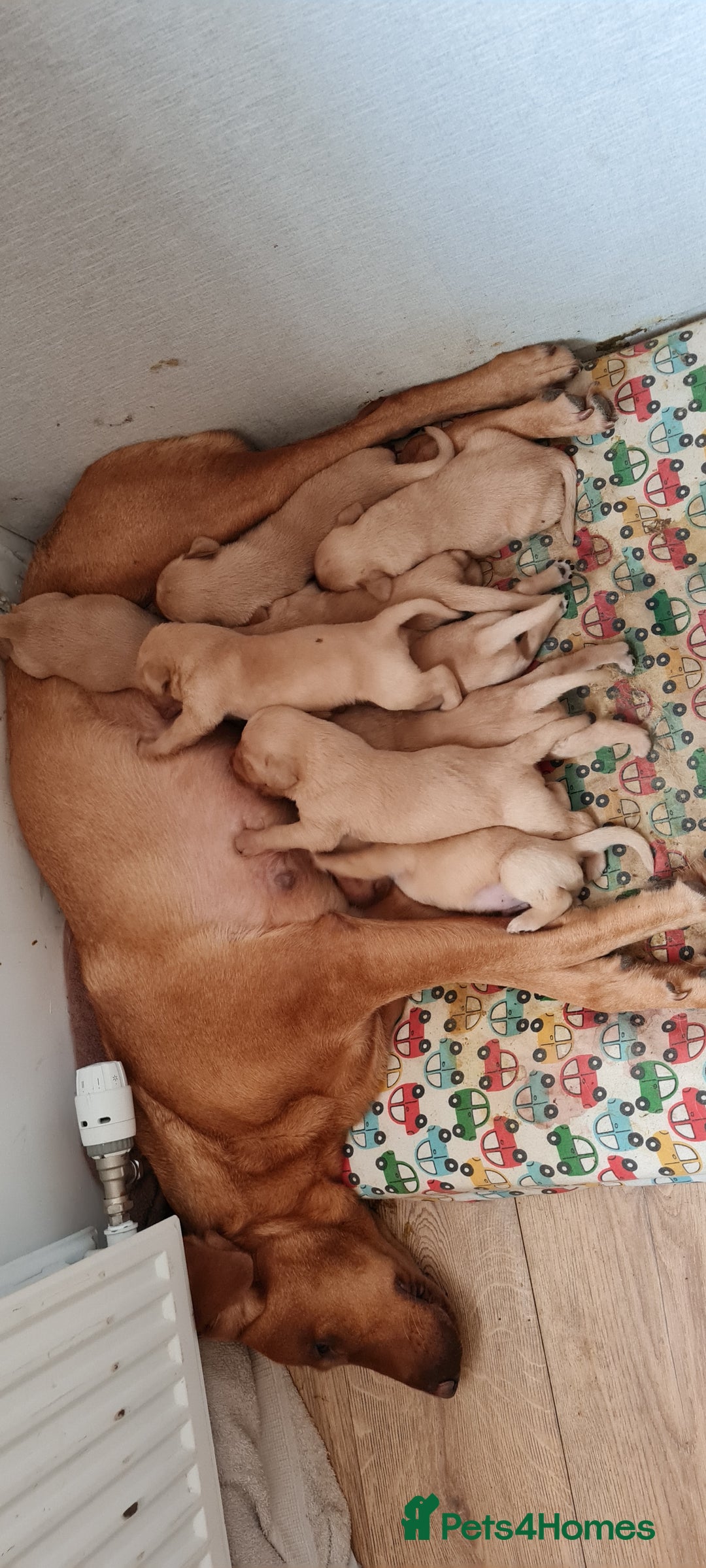 Labrador Retriever dogs for sale: Fox red lab  - Image 6