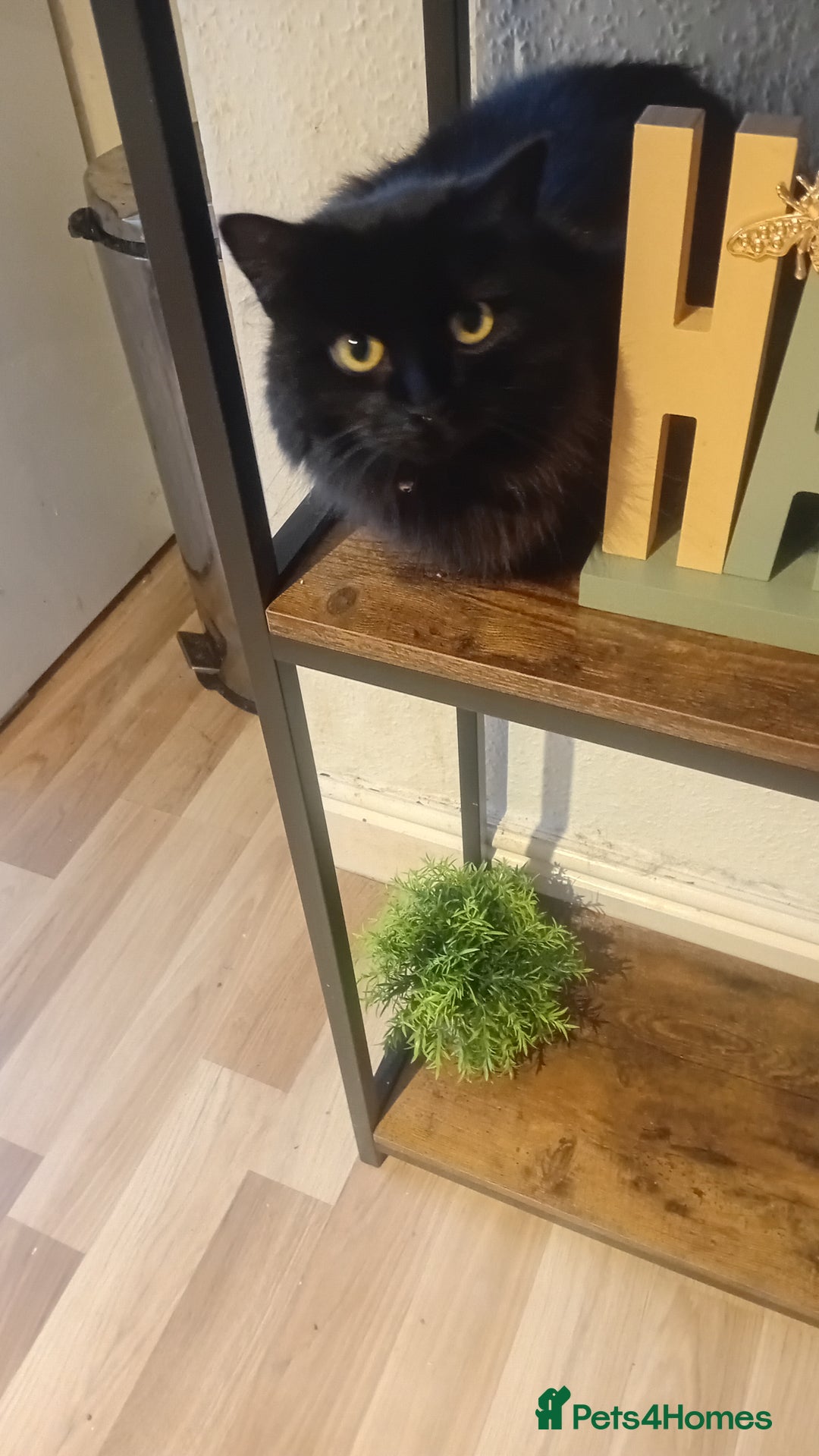 Mixed Breed cats for sale: Minnie needs a forever home - Image 4