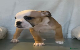 English Bulldog dogs for sale: KC registered English Bulldog Puppies  - Image 11