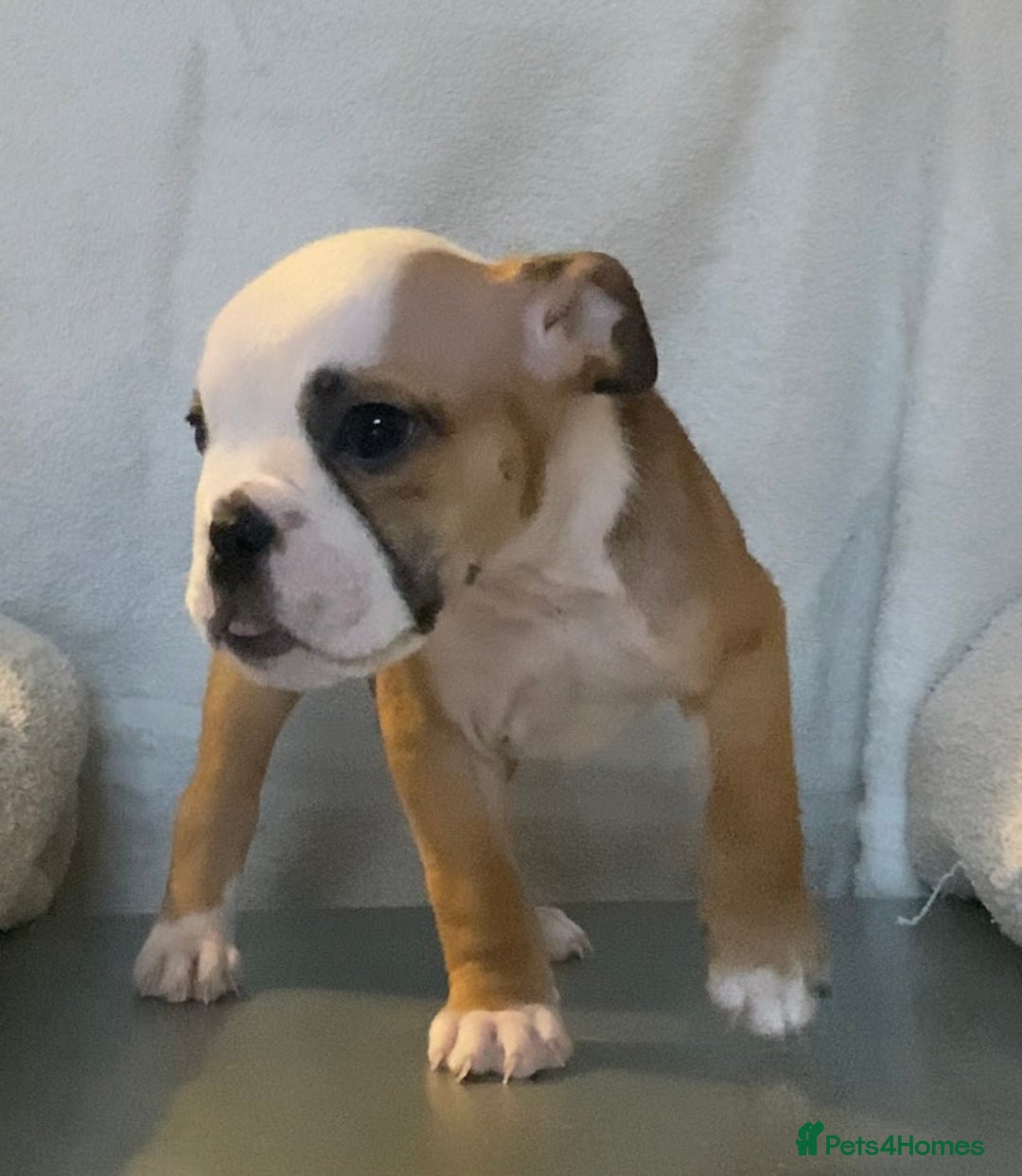 English Bulldog dogs for sale: KC registered English Bulldog Puppies  - Image 11