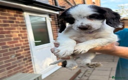 Mixed Breed dogs for sale: Brittany x working cocker spaniel  - Advert 7