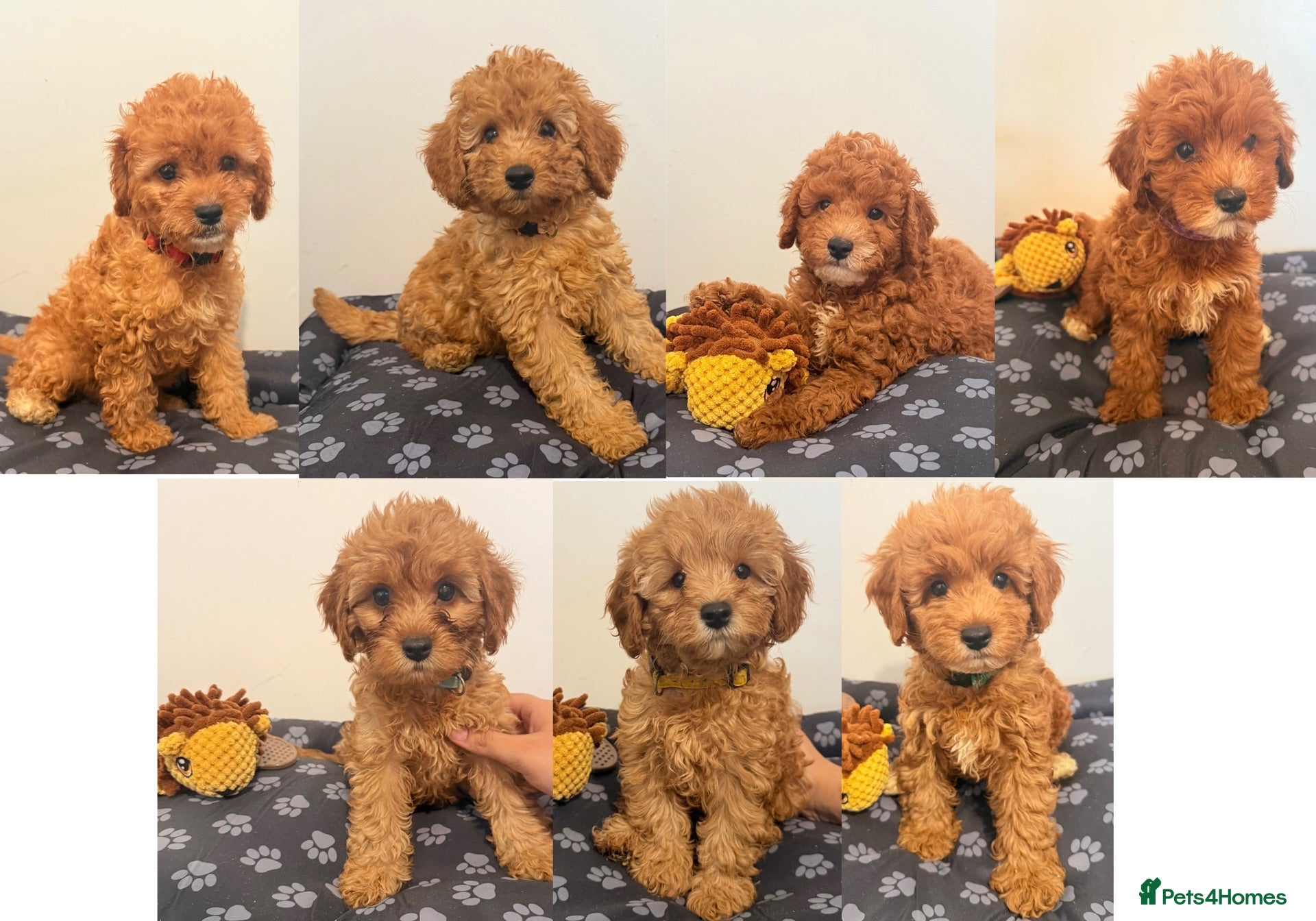 Cockapoo dogs F1B Cockapoo puppies - Ready  - Advert 16