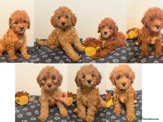 Cockapoo dogs F1B Cockapoo puppies - Ready - Advert 16