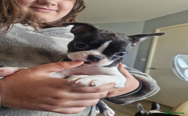 Boston Terrier dogs - Advert 5