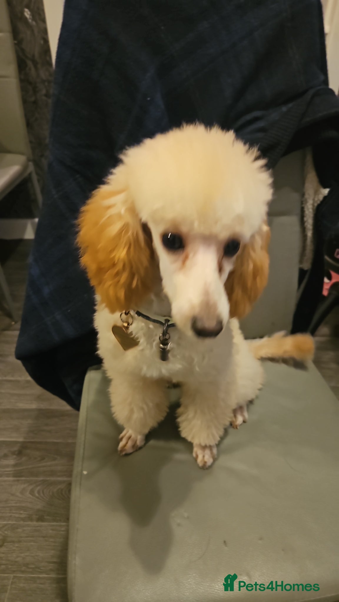 Chipoo dogs for sale:  Chihuahua x miniature poodles  in Leicester - Advert 28