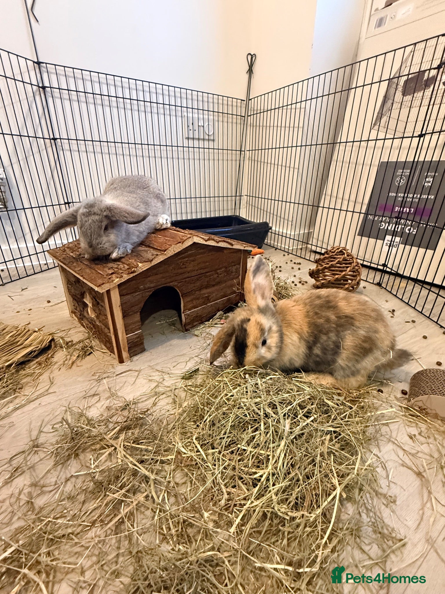 Lionhead rabbits Two Male Baby Rabbits for Sale - Advert 5