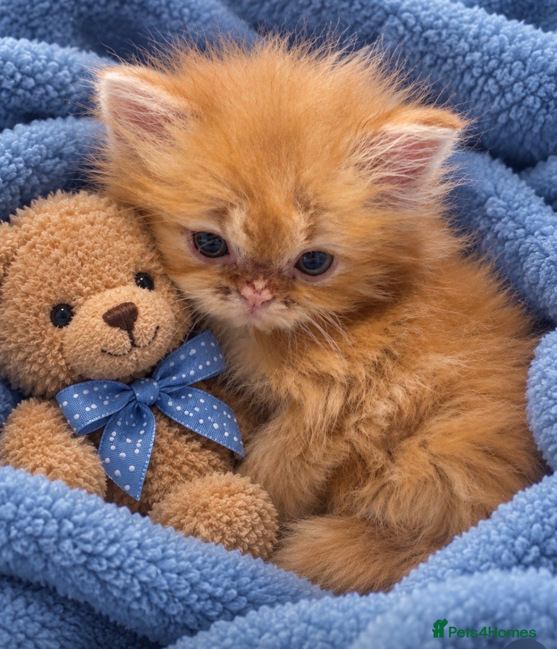 Persian cats  FLUFFY PERSIANS 🌸🌷💐🌹🌼 - Advert 1