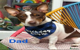 Mixed Breed dogs for sale: 6 Jack Russell x Yorkshire Terrier Puppies  - Image 21