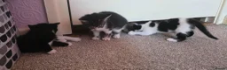 Mixed Breed cats for sale: Adorable Kittens Looking for Their Forever Homes  - Advert 3