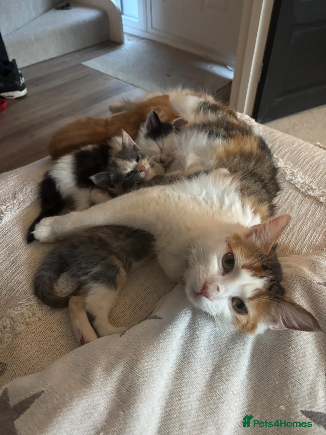 Mixed Breed cats for sale: Blue and cream tortie female kitten  - Advert 1