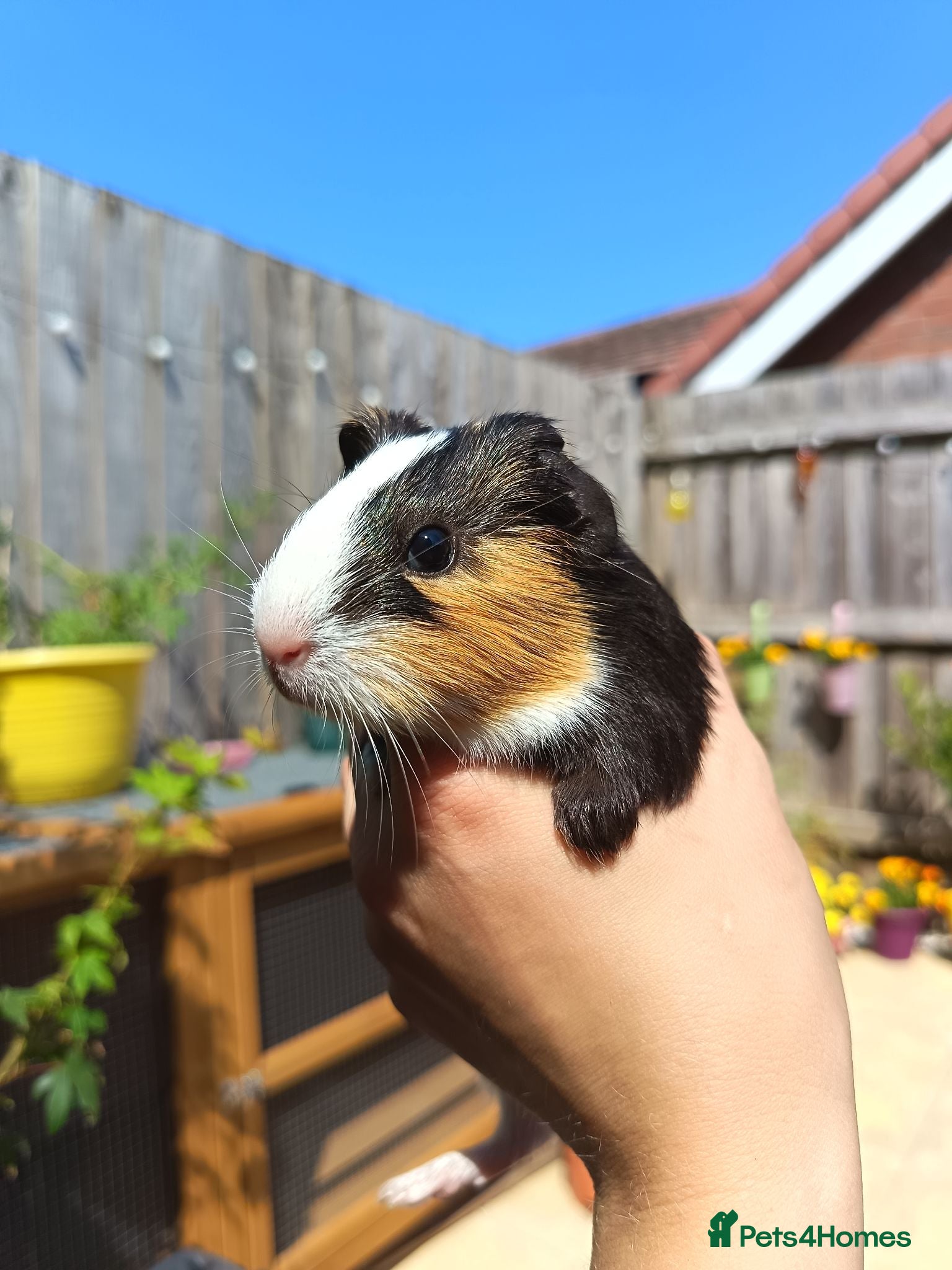 Guinea Pig rodents 2 Male baby guinea pigs  - Advert 1