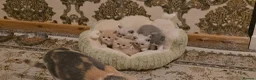 British Shorthair cats for sale: British short haired kittens  - Advert 19