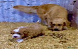 Mini Goldendoodle dogs for sale: Miniature Golden Doodles  - Image 9