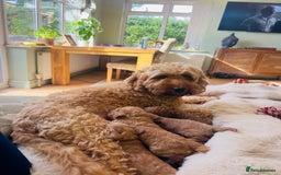 Cockapoo dogs for sale: Beautiful cockerpoo F1B - Image 5