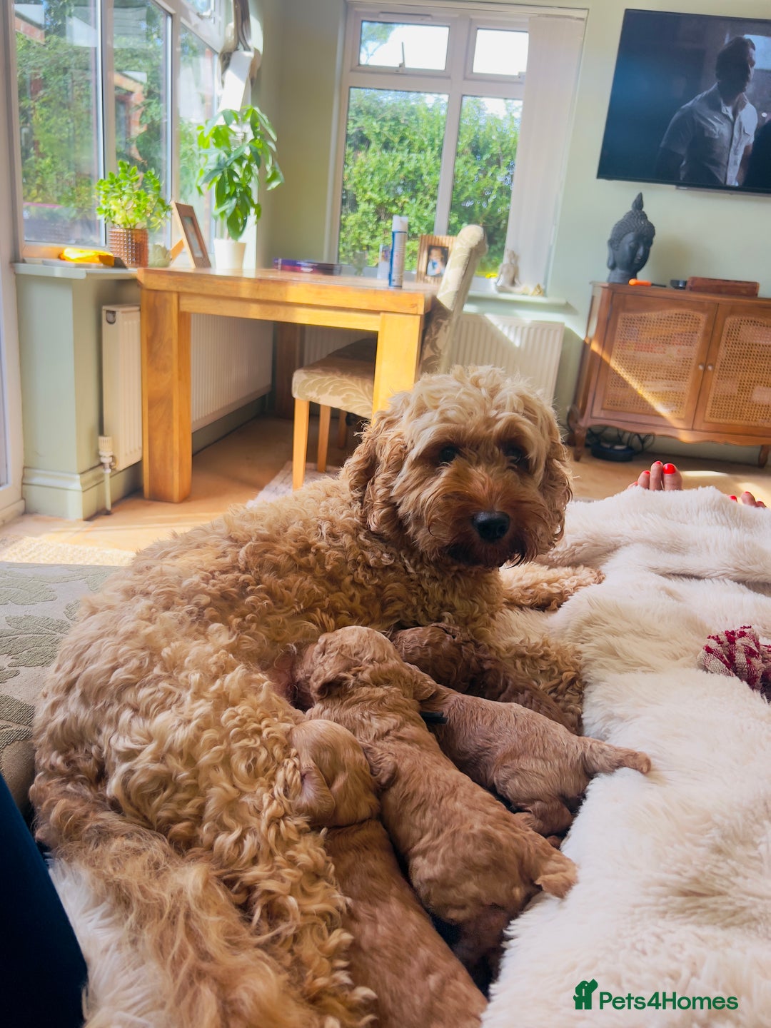Cockapoo dogs for sale: Beautiful cockerpoo F1B - Image 5