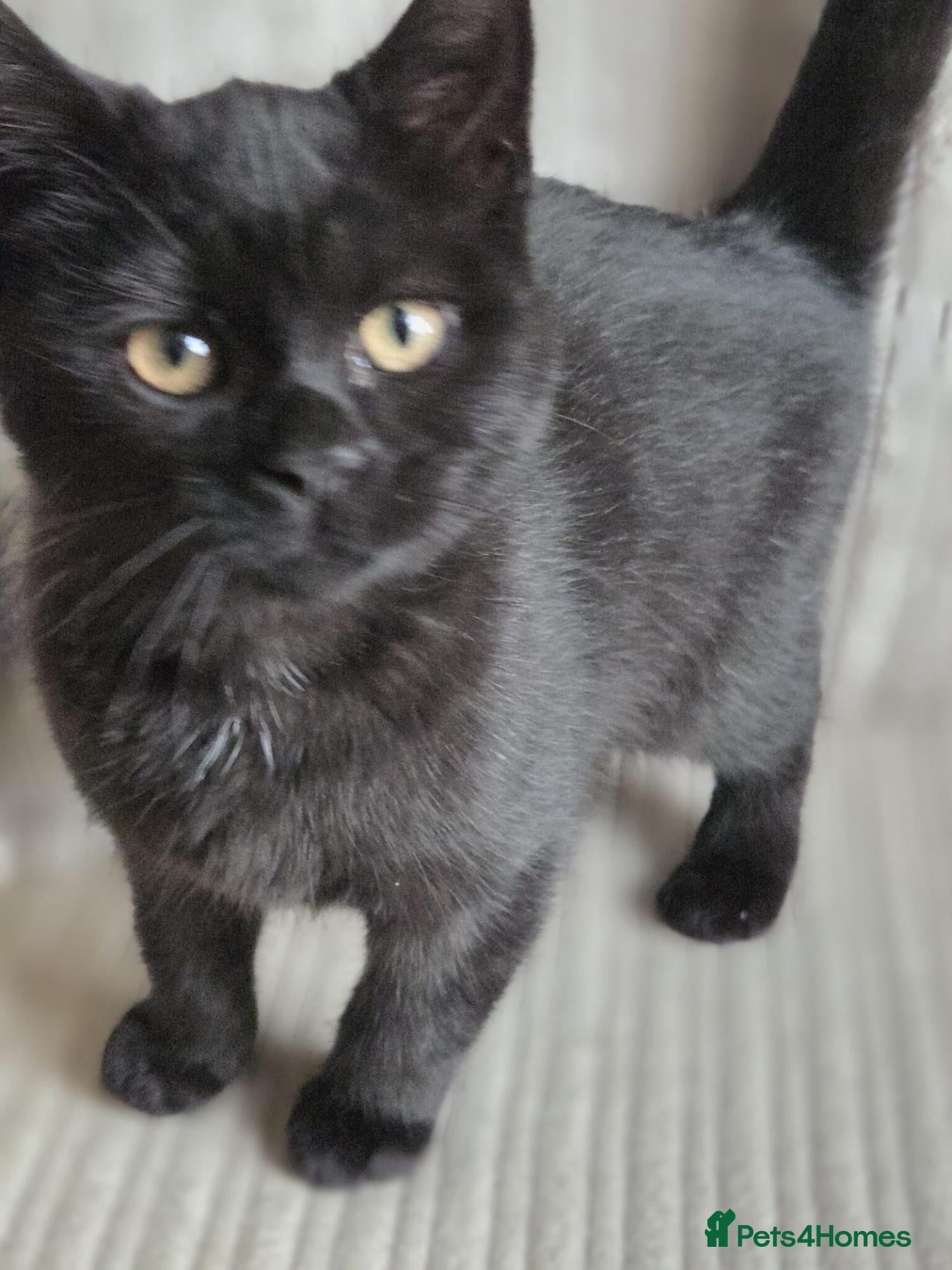 Mixed Breed cats Gorgeous kittens black girl and black boy  - Advert 1
