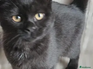 Mixed Breed cats Gorgeous kittens black girl and black boy - Advert 1