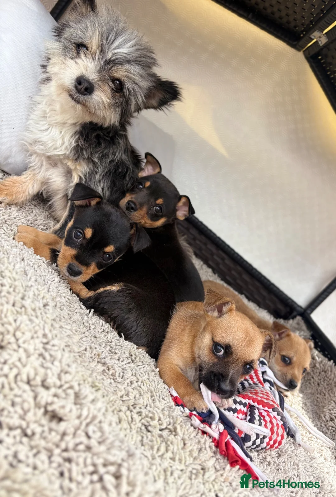 Mixed Breed dogs for sale: Jack Russell Cross Chorkie Puppies - Advert 1
