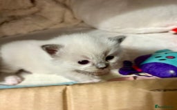 Ragdoll cats for sale: Beautiful Ragdoll kittens - Image 13