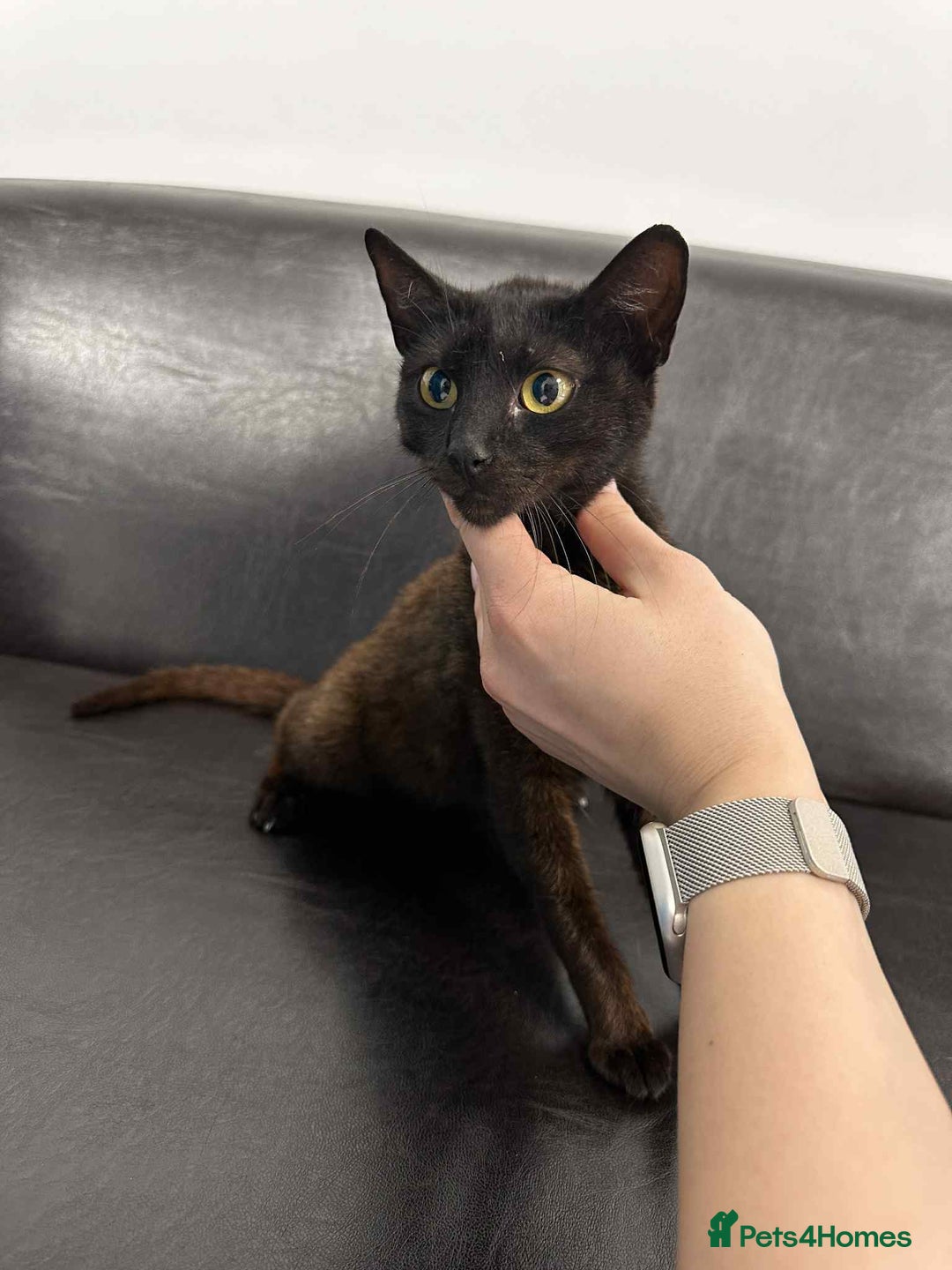 Mixed Breed cats for adoption: Zena for adoption - Advert 5