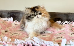 Persian cats for sale: Exceptional GCCF Persian baby    - Image 1