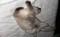 Ragdoll cats for sale: Male ragdoll   - Advert 5