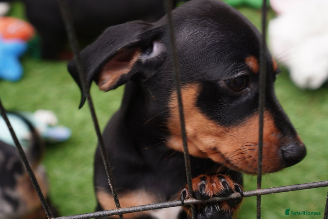 Miniature Dachshund dogs for sale: Miniature Dachshund Puppies - Image 8
