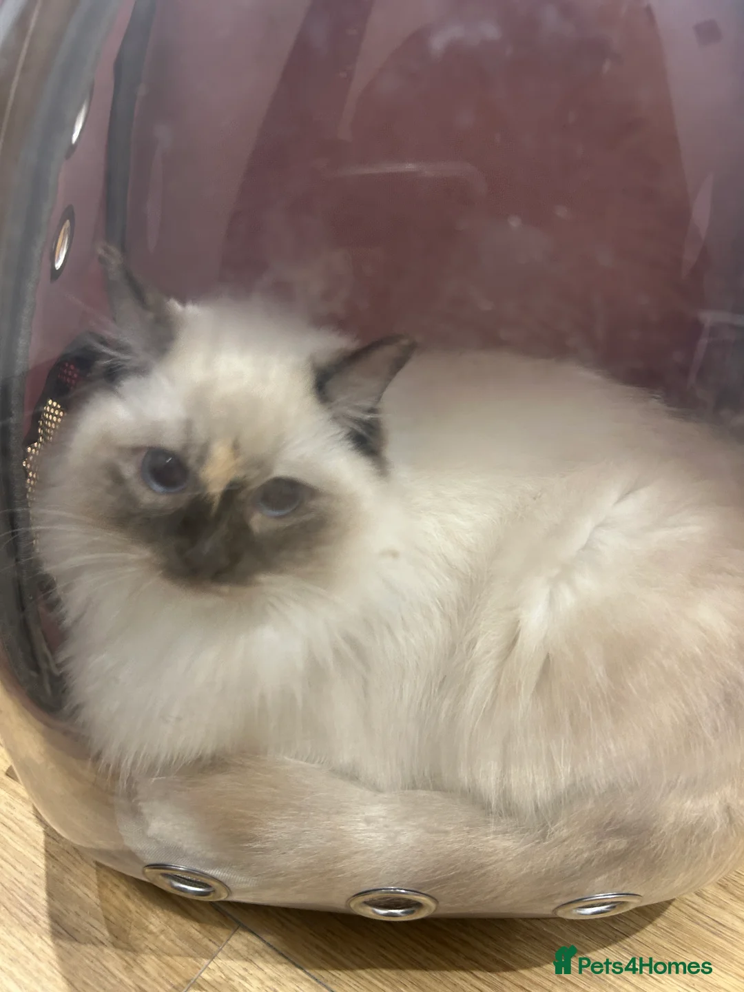 Ragdoll cats for sale: 2 year old Ragdoll Girl - Advert 1