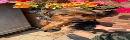 Yorkshire Terrier dogs for sale: Yorkshire terrier male 12 months  in Burntwood - Advert 5