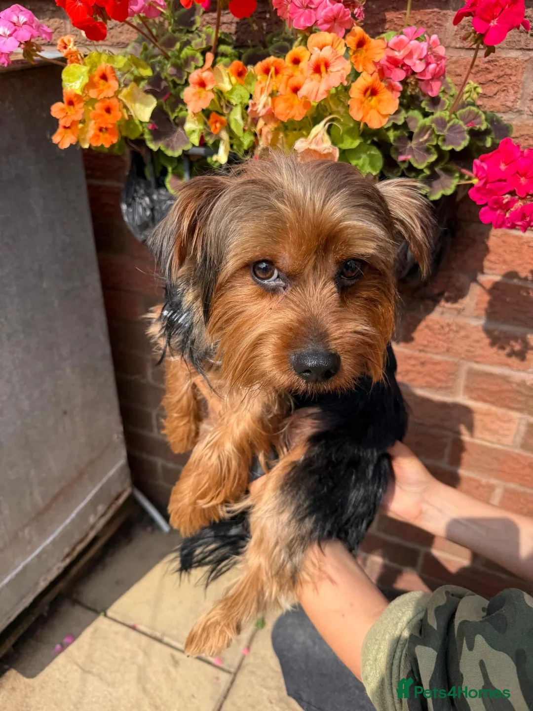 Yorkshire Terrier dogs for sale: Yorkshire terrier male 12 months  in Burntwood - Advert 5