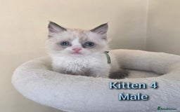 Ragdoll cats for sale: Beautiful Ragdoll boys looking for forever homes - Image 4