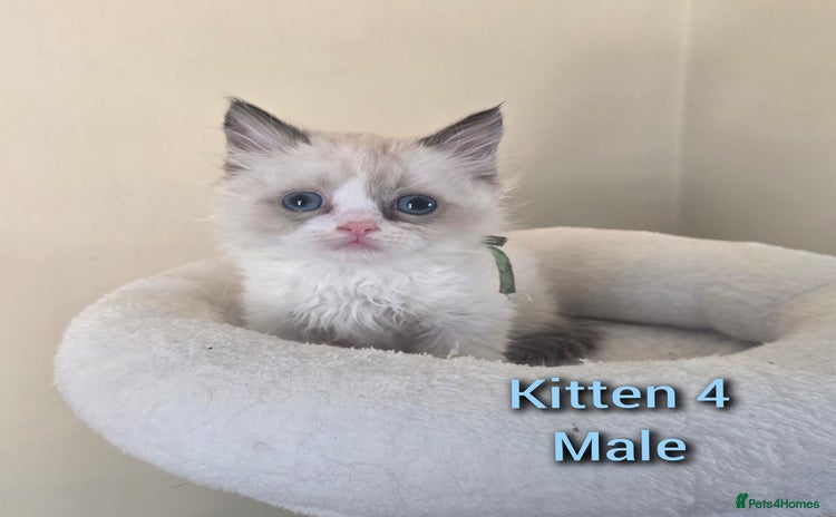 Ragdoll cats - Advert 2