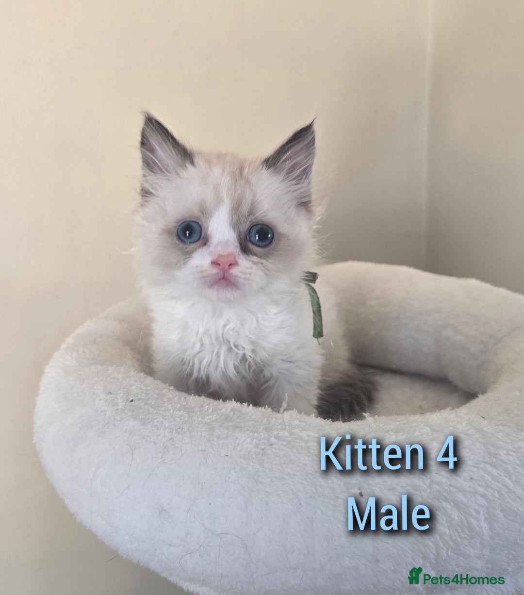 Ragdoll cats for sale: Beautiful Ragdoll boys looking for forever homes - Image 4