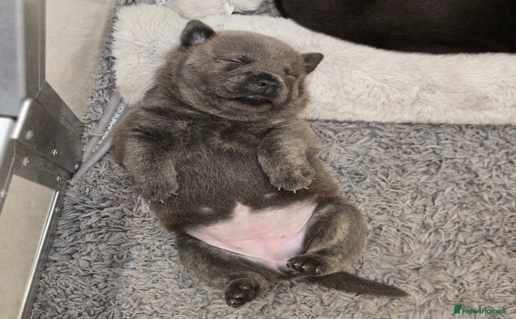 Mixed Breed dogs - Advert 10