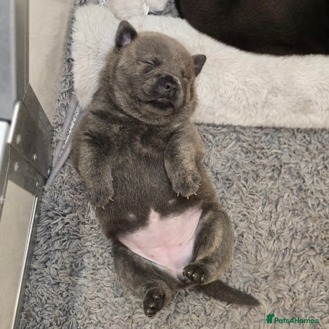 Mixed Breed dogs for sale: Chaffy puppies - Advert 5