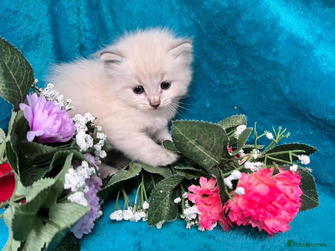 Siberian cats for sale: 🩵🩵Stunning Siberian Neva Masquerade Babies🩵🩵 - Image 5