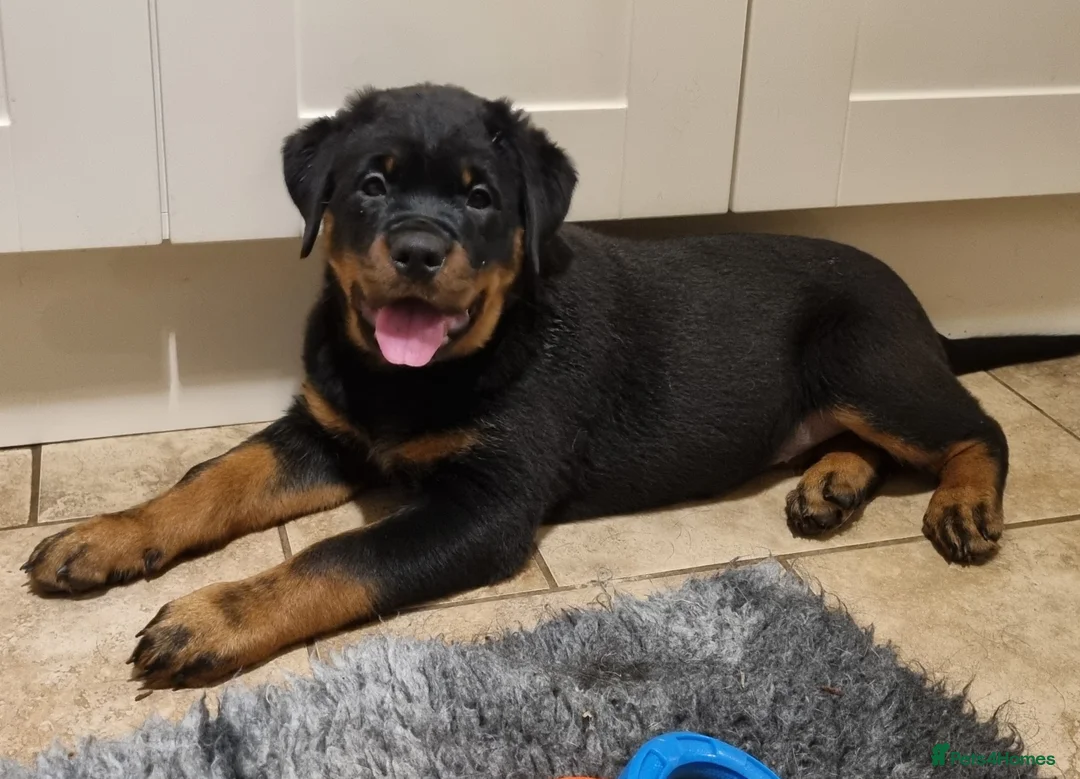 Rottweiler dogs for stud: Kc Registered, proven, health tested stud in Wisbech - Advert 11