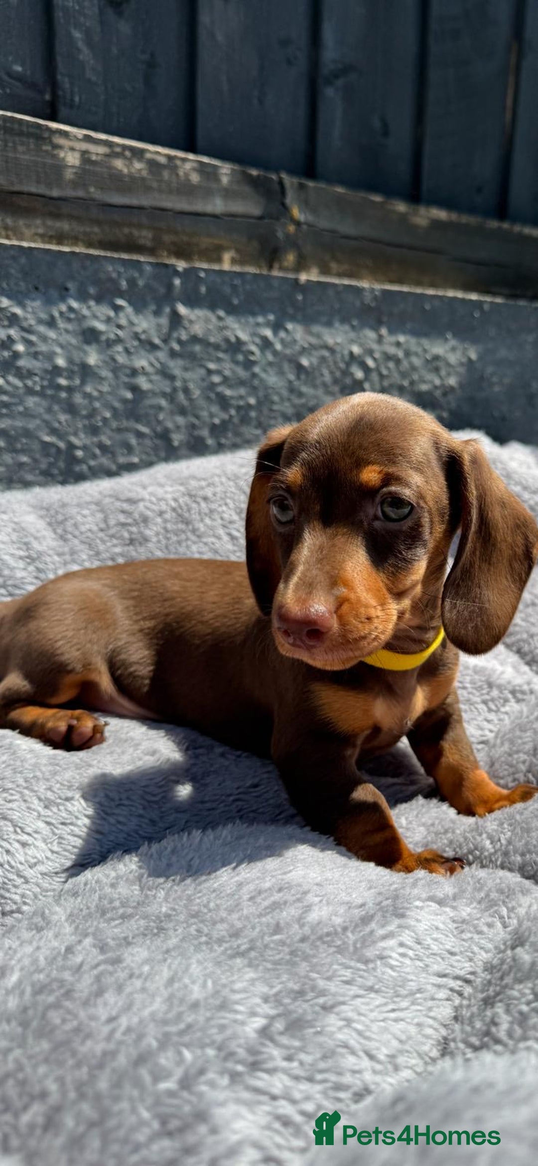 Miniature Dachshund dogs for sale: Kc mini dachshunds  - Image 6