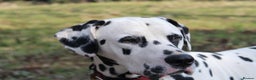 Dalmatian dogs for stud: Health tested, tv and advert star Dalmatian   in Aberdare - Advert 27