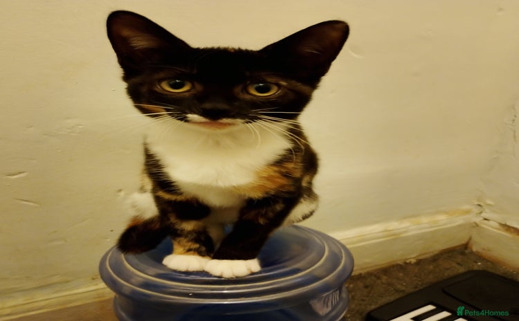 Mixed Breed cats - Advert 2