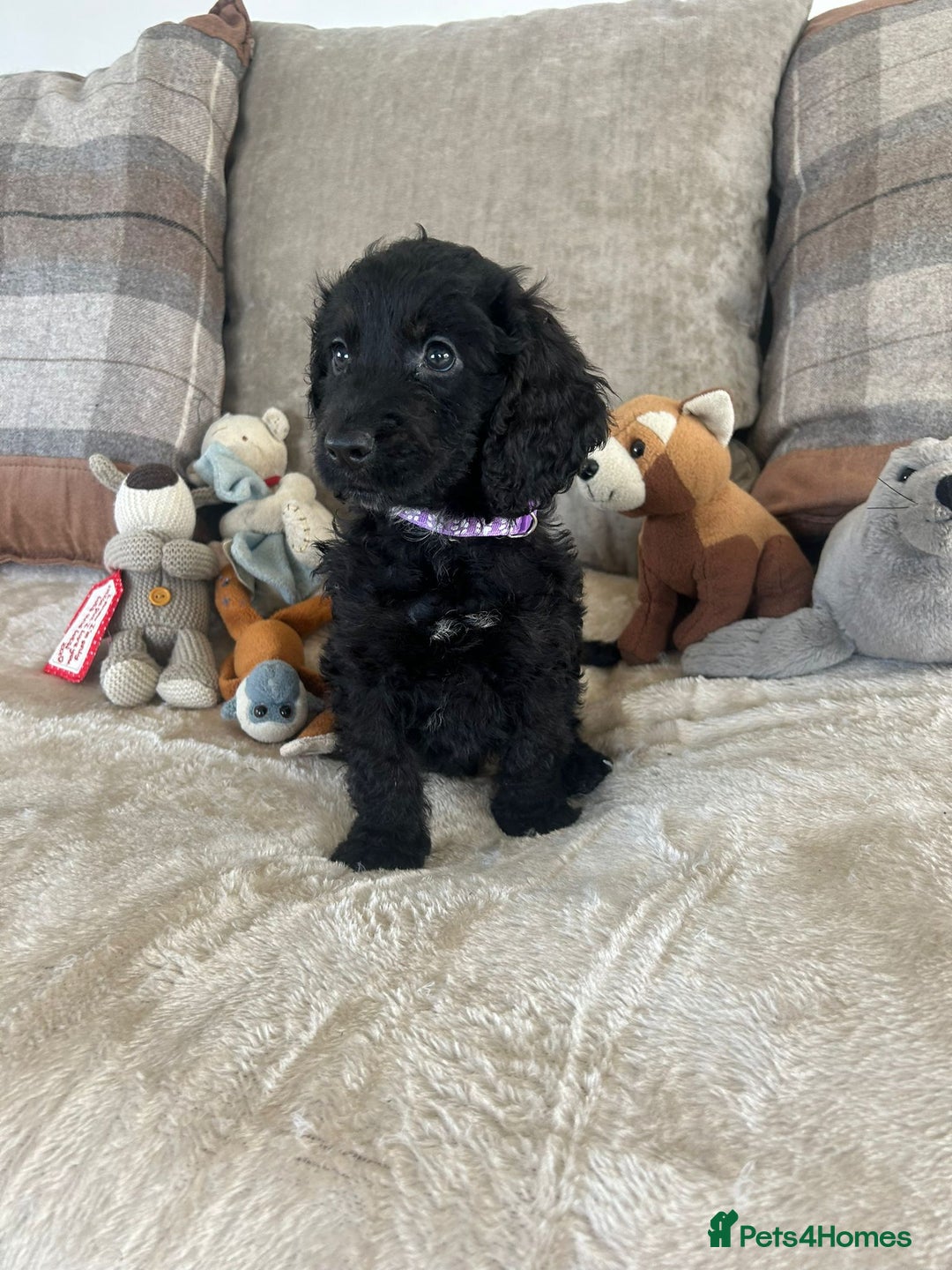 Cockapoo dogs for sale: Gorgeous F1 cockapoo puppies  - Image 26