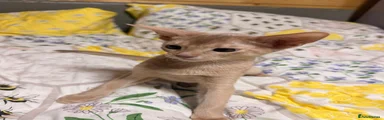 Abyssinian 1