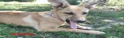 Mixed Breed dogs for adoption: DORA -  Huge Ears. Even Bigger Heart. 🌟 in Nottingham - Advert 20
