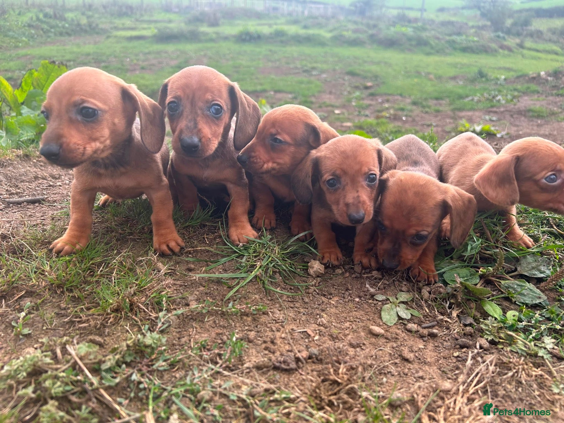 Dachshund dogs Dachshund puppies stunning red dapple   - Advert 2