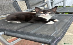 Mixed Breed cats for sale: Amazing kittens  - Image 7