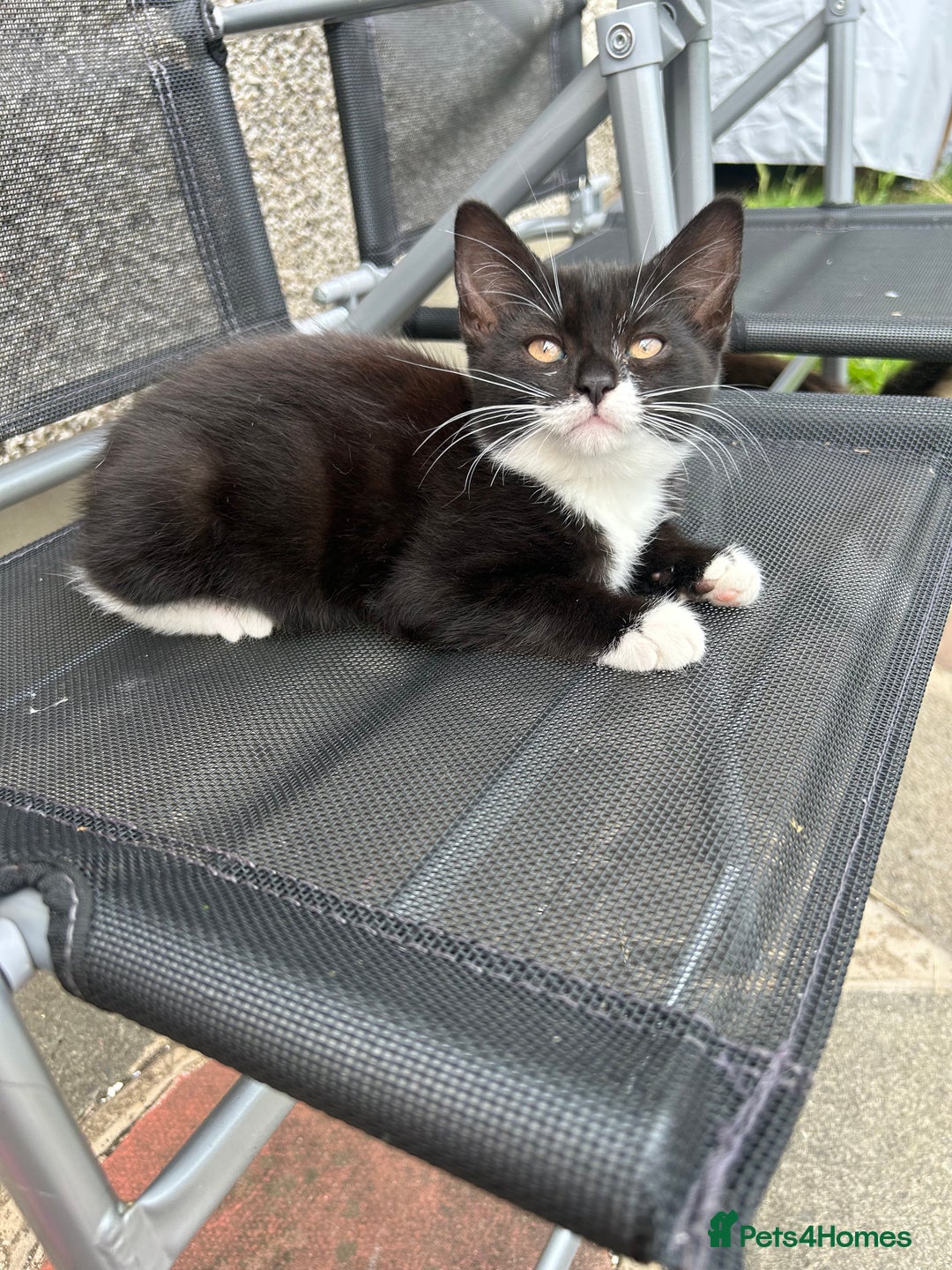 Mixed Breed cats for sale: Amazing kittens  - Image 7