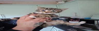 Mixed Breed Kitten 2