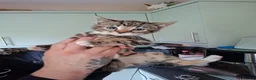 Mixed Breed cats for sale: Kitten for sale - Advert 3