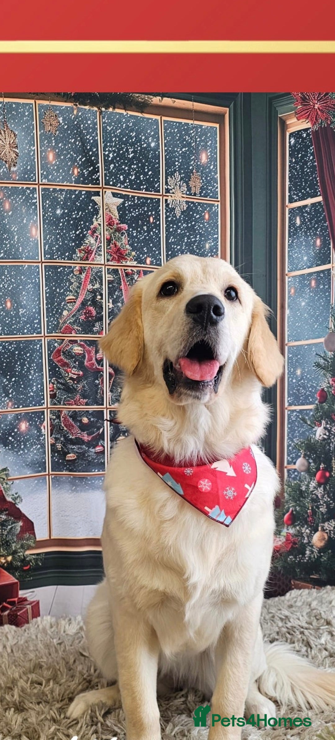 Golden Retriever dogs for sale: Golden retriever  - Advert 1