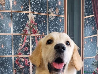 Golden Retriever dogs Golden retriever - Advert 3